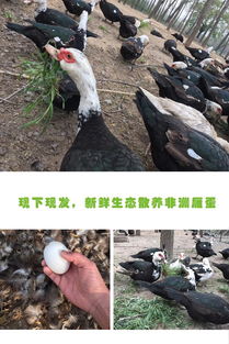 tq农家散养大雁蛋非洲雁16枚 70 85g 食者聪