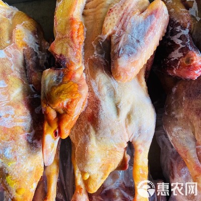 番鸭 鸭肉类-工厂直发非洲雁,老番鸭红嘴雁,洋鸭