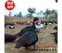 黑洋鸭企业黄页