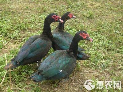 黑番鸭苗番鸭苗洋鸭苗非洲雁火鸭苗白番鸭苗蛋鸭苗量大价优全国发