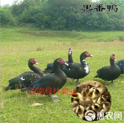 黑番鸭苗番鸭苗洋鸭苗非洲雁火鸭苗白番鸭苗蛋鸭苗量大价优全国发
