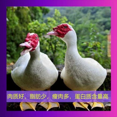 大种白番鸭活体鸭西洋鸭大型花番火鸭正宗黑番旱鸭活体非洲雁活体