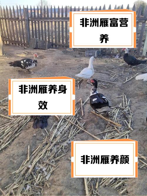 非洲雁的营养与功效