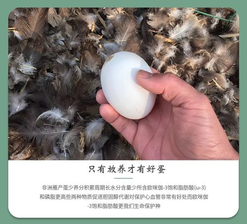 非洲雁蛋新鲜孕妇宝宝正宗农家散养现捡现发