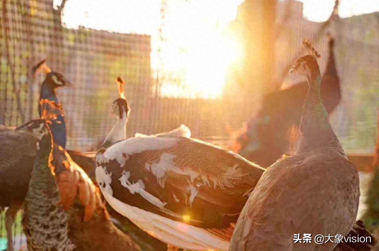 又是别人家的大学,云南艺术学院喜提孔雀、黑天鹅、非洲雁