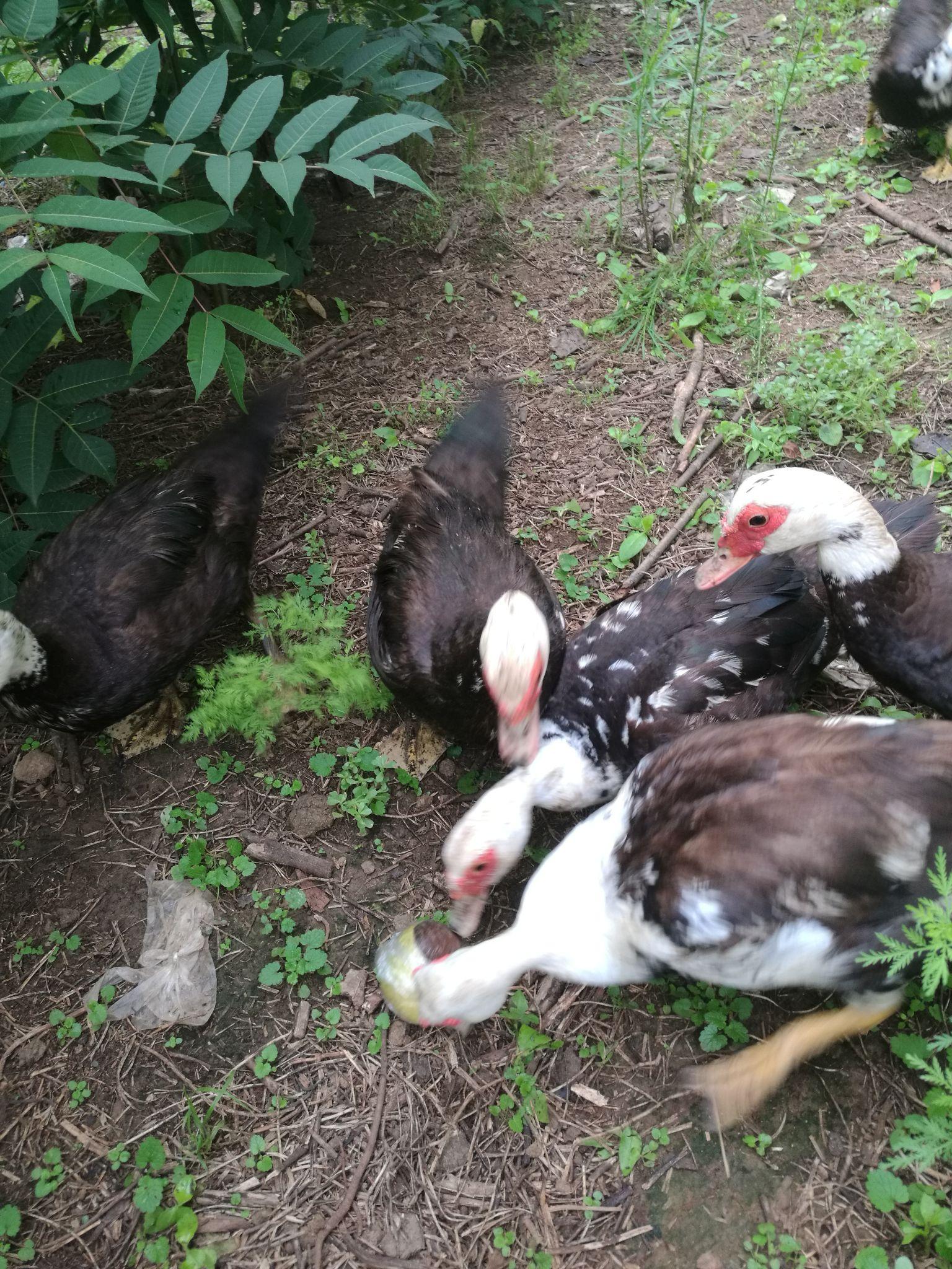 生态农业在中国现状如何?