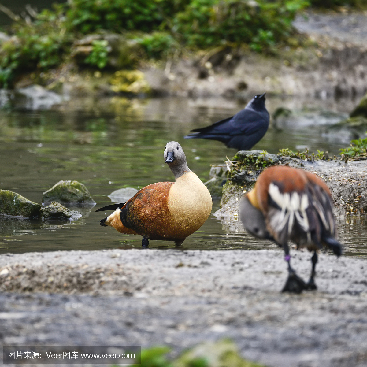 美丽的肖像南非Shelduck鸟Tadorna Cana