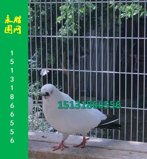 加密孔鸽棚镀锌围网 河北永胜丝网制品厂