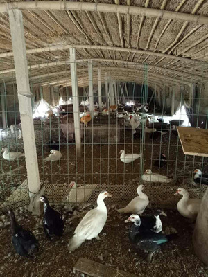 想吃野味的,南乐县大清非洲雁散养基地欢迎您!