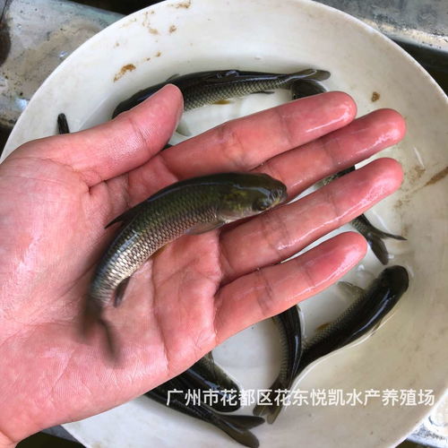军鱼苗批发价格,中华倒刺鲃苗出售,光鱼苗娟鱼苗出售 2022年01月10日 青鱼苗价格信息 水产养殖网