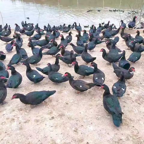 正宗番鸭活苗2斤黑番鸭花番鸭鸳鸯鸭非洲雁火鸭活鸭西洋鸭豚鸭苗