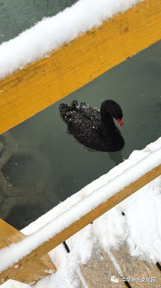 文化园 迟到的冬雪