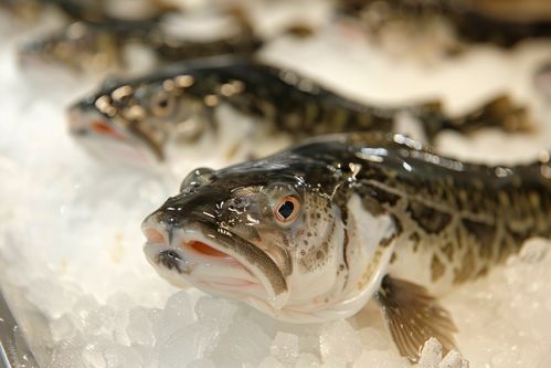 生鲜海鲜水产北极银鳕鱼 摄影图
