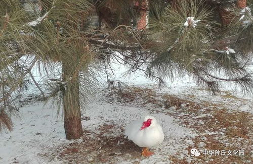 文化园 迟到的冬雪