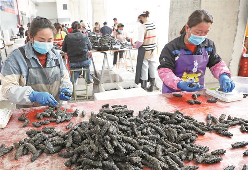 霞浦海参加工忙