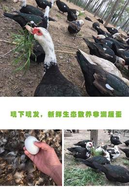 【邮乐濮阳馆】TQ农家散养大雁蛋非洲雁16枚(70-85g)食者聪