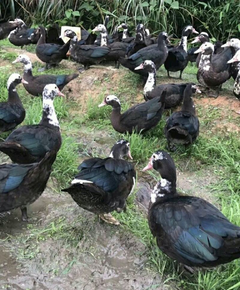 公母:98%成活率:40g体重:湖南丽阳生态农业厂家/品牌:非洲雁